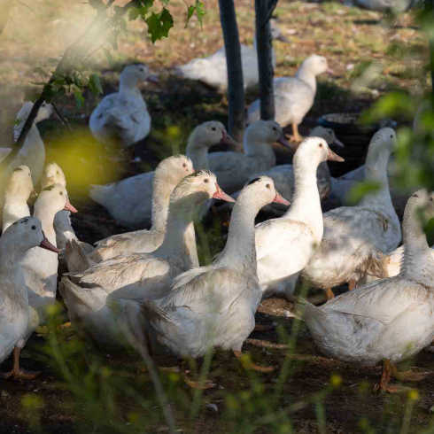 empresanuestrospatos